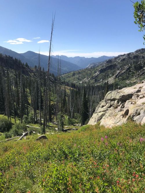 A scenic mountain landscape with tall trees, rocky outcrops, and vibrant wildflowers under a clear blue sky.