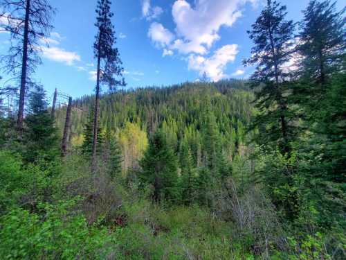 Lush green forested hillside under a blue sky with scattered clouds, surrounded by tall trees.