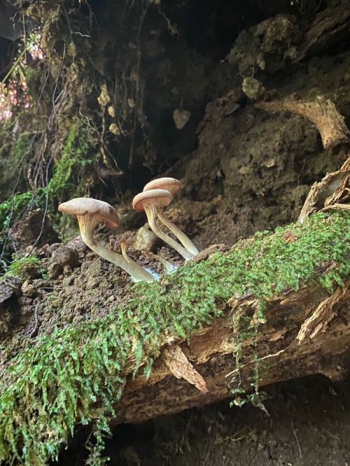 Two small mushrooms grow from a moss-covered log in a forest, surrounded by earthy textures and greenery.