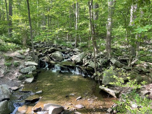 A serene forest scene featuring a small stream flowing over rocks, surrounded by lush green trees and foliage.