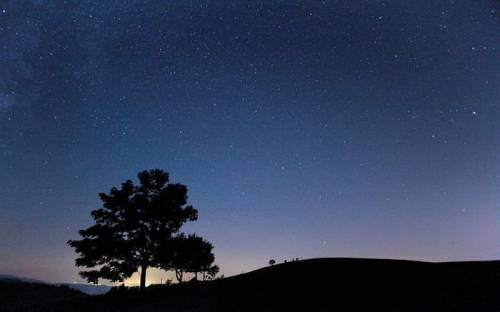 Silhouette of a tree against a starry night sky, with a faint glow on the horizon.