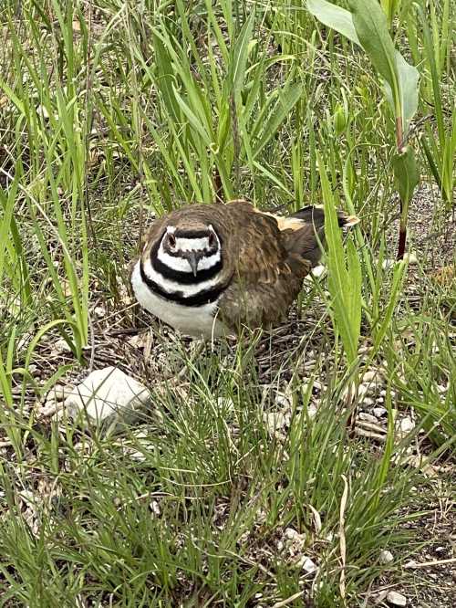 A small bird with a distinctive striped pattern sits among green grass and plants.