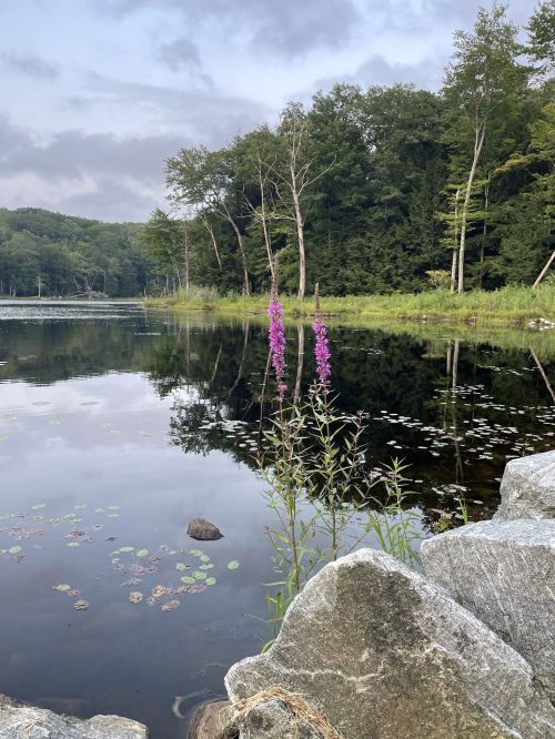 A serene lake scene with purple flowers, surrounded by trees and reflecting the sky, with rocks in the foreground.