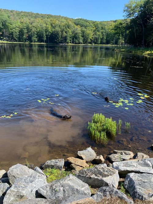Two beavers swim in a calm lake surrounded by greenery and rocks under a clear blue sky.