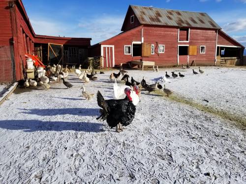 A snowy farmyard with a variety of ducks and a turkey in front of a red barn.