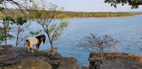Two goats stand on a rocky ledge overlooking a calm lake surrounded by trees and greenery.