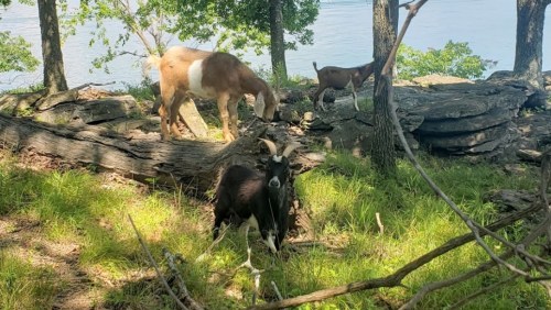 A black goat stands in a grassy area, with a brown horse and another goat in the background near a rocky shoreline.