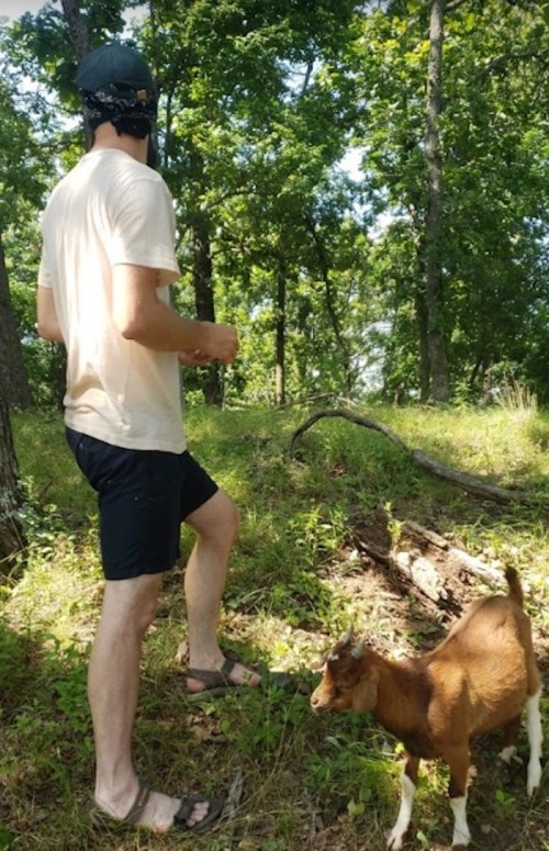 A person in a light shirt and shorts walks through a wooded area, while a small goat grazes nearby.