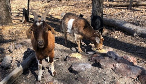 Two goats foraging on the ground in a wooded area, surrounded by rocks and fallen branches.