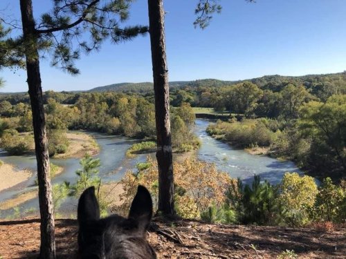 A scenic view of a river winding through lush greenery, seen from the perspective of a horse's back.