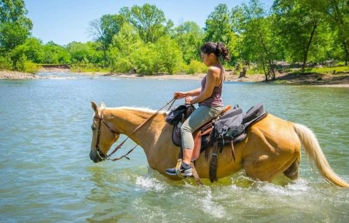 A person rides a horse through shallow water, surrounded by lush greenery and a clear blue sky.