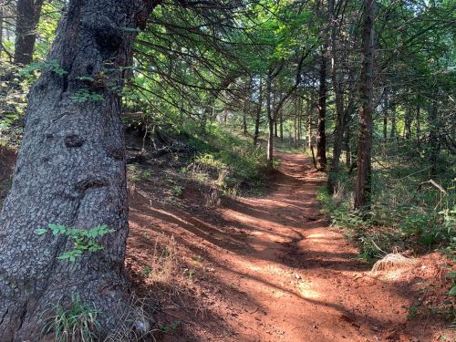 A winding dirt path through a lush green forest, flanked by trees and dappled sunlight.