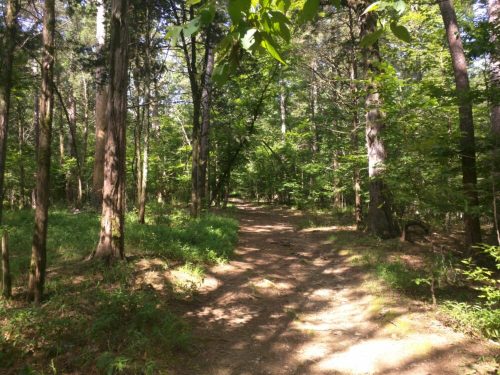 A serene forest path surrounded by tall trees and lush greenery, inviting exploration and tranquility.