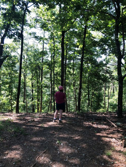 A person stands in a forest, surrounded by tall trees and dappled sunlight filtering through the leaves.