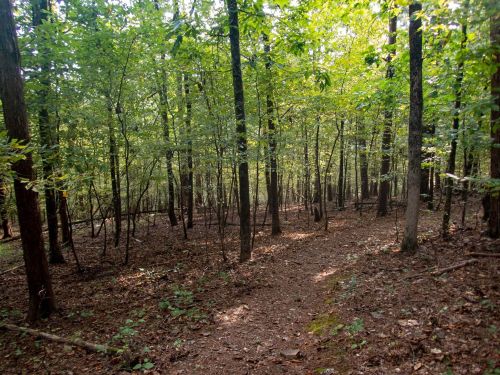 A serene forest scene with tall trees and a winding dirt path surrounded by lush green foliage.