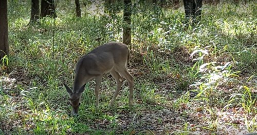 A deer grazes on grass in a sunlit forest clearing surrounded by trees and greenery.