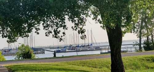 A serene view of a marina with sailboats, framed by trees and a calm water surface in the background.