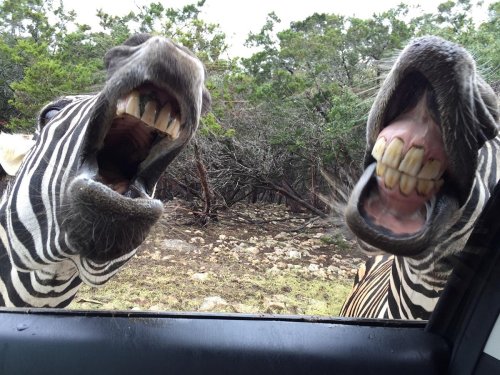 Two zebras with open mouths showing their teeth, leaning close to a car window in a natural setting.