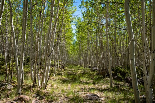 A serene forest path lined with tall, slender trees and vibrant green leaves under a clear blue sky.