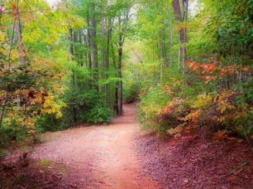 A winding dirt path through a vibrant forest with green and autumn-colored leaves.