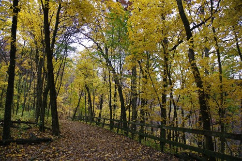 A serene path through a forest with vibrant yellow leaves and a wooden fence, creating a peaceful autumn scene.