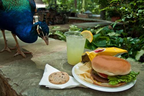A peacock curiously approaches a plate with a burger, chips, a cookie, and a drink on a stone table surrounded by greenery.