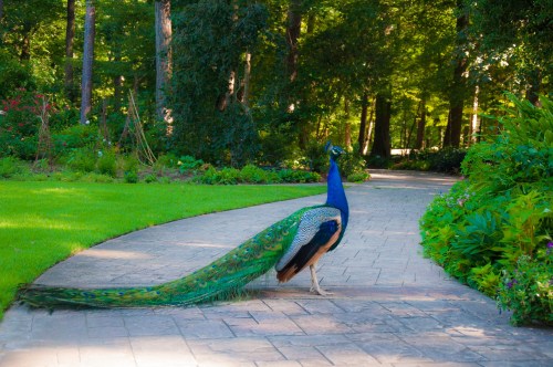 A peacock with vibrant blue and green feathers walks along a stone path in a lush garden.