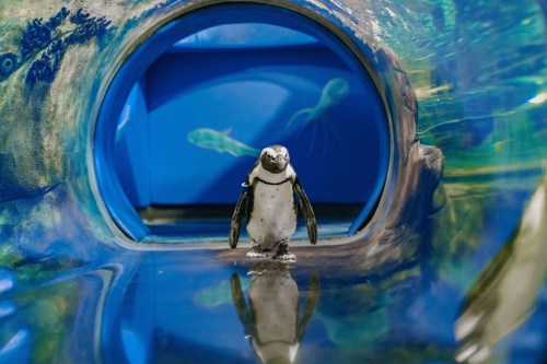 A penguin stands in a colorful tunnel with a blue background, reflecting on the wet surface.