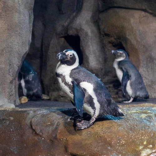 A group of penguins standing on rocky terrain, with one penguin prominently in the foreground.