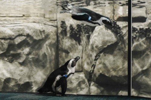 Two penguins interact in an aquarium, one swimming above and the other standing on the ground near the glass.