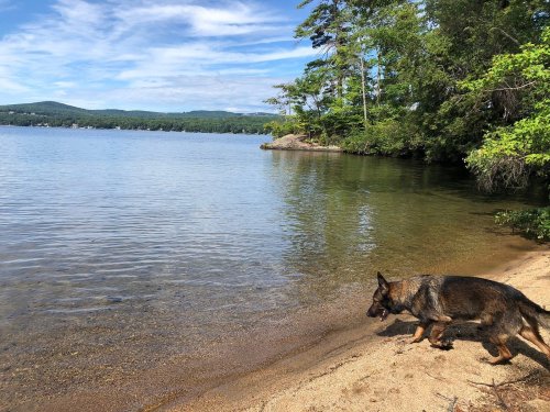 A German Shepherd walks along a sandy shore by a calm lake, surrounded by trees and distant hills under a blue sky.
