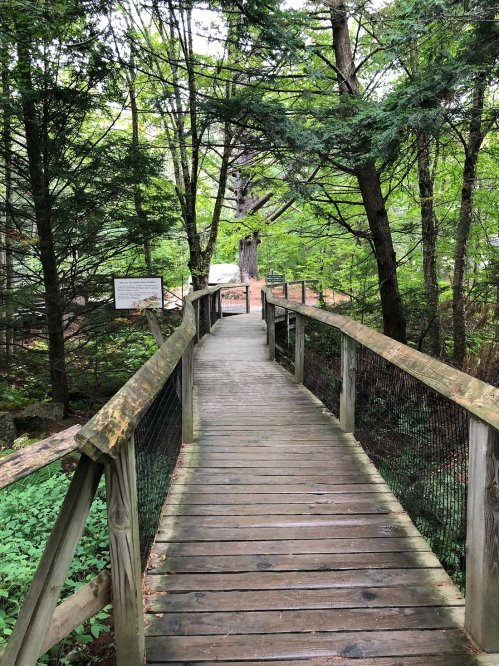 A wooden walkway surrounded by lush green trees, leading through a serene forested area.