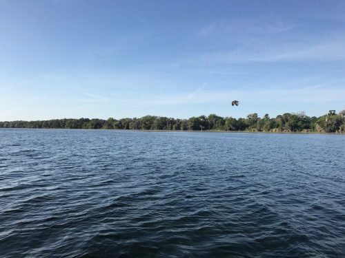 A serene view of a calm river with a tree-lined shore under a clear blue sky, and a bird flying above the water.