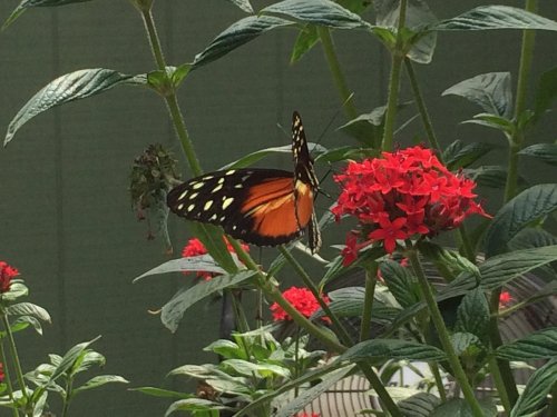 A butterfly with orange and black wings perched on vibrant red flowers amidst green foliage.