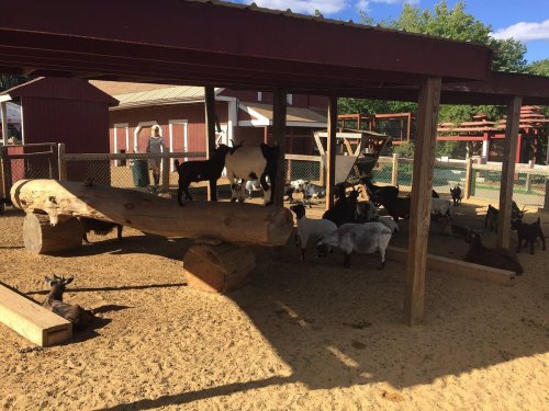 A group of goats playing and resting under a shaded structure in a sandy enclosure.