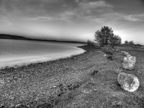 Black and white landscape of a calm lake shore, featuring a rocky beach and a solitary tree in the distance.