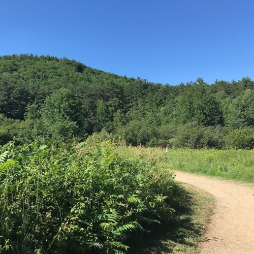 A winding dirt path leads through lush green trees and foliage under a clear blue sky.