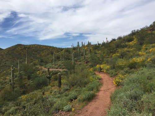 A winding dirt path through a desert landscape with cacti and blooming wildflowers under a blue sky.