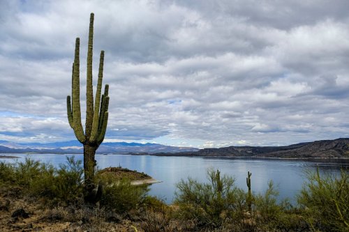 A tall cactus stands by a calm lake, surrounded by mountains and cloudy skies.