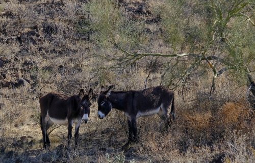 Two donkeys stand close together in a dry, rocky landscape with sparse vegetation.