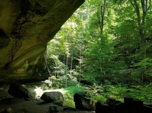 A lush green forest viewed from inside a cave, with sunlight filtering through the trees.