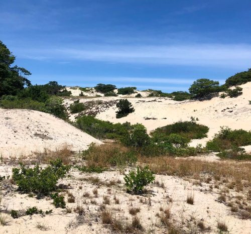 A sandy landscape with gentle hills, sparse vegetation, and a clear blue sky in the background.