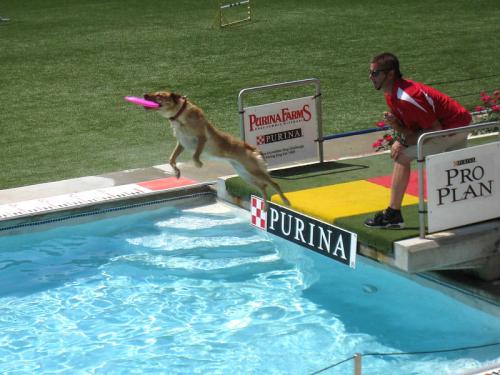 A dog leaps off a platform into a pool, catching a frisbee, while a handler watches from the side.
