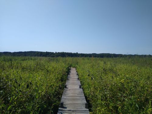 A wooden boardwalk stretches through tall grass under a clear blue sky, leading to a distant tree line.