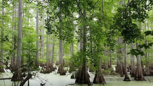 Lush green swamp with cypress trees rising from water covered in green algae, creating a serene, natural landscape.