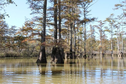 A serene swamp scene with cypress trees rising from calm, reflective water under a clear blue sky.
