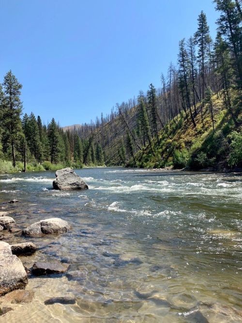 A clear river flows through a forested landscape with rocky banks and tall trees under a bright blue sky.
