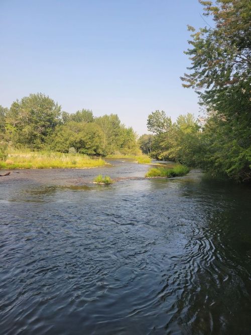 A serene river flows through lush greenery under a clear blue sky, surrounded by trees and plants.