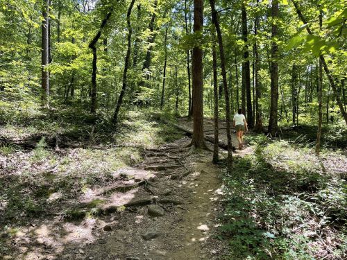 A person walks along a dirt path in a lush green forest with trees and sunlight filtering through the leaves.