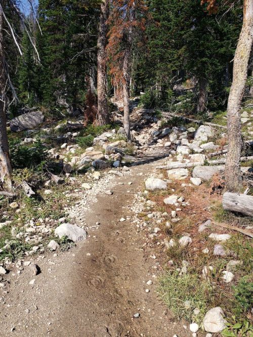A rocky trail winding through a forest with trees and scattered stones under bright sunlight.